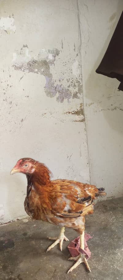 2 murgiyan mianwali Aseel
