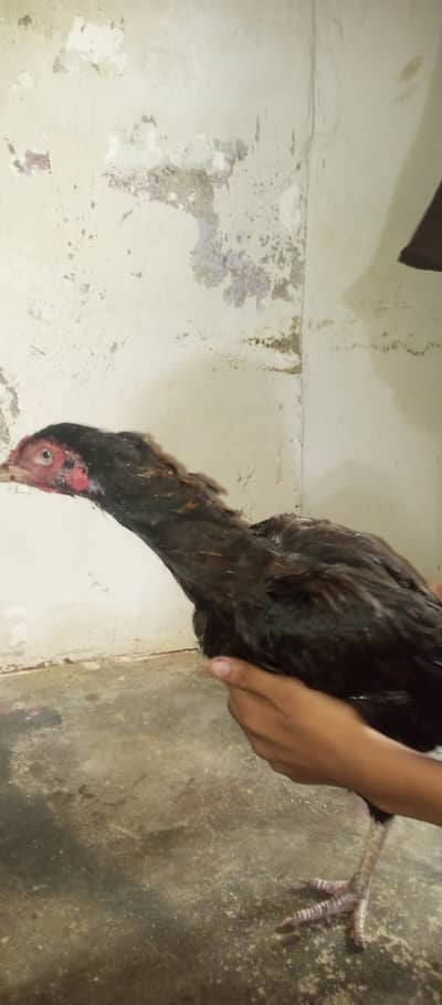 2 murgiyan mianwali Aseel