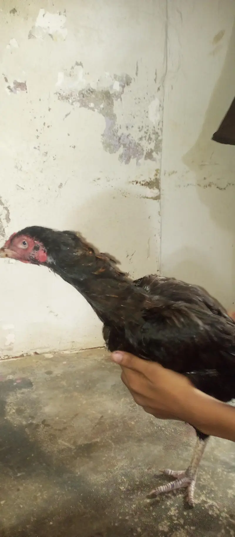 2 murgiyan mianwali Aseel — photo 2
