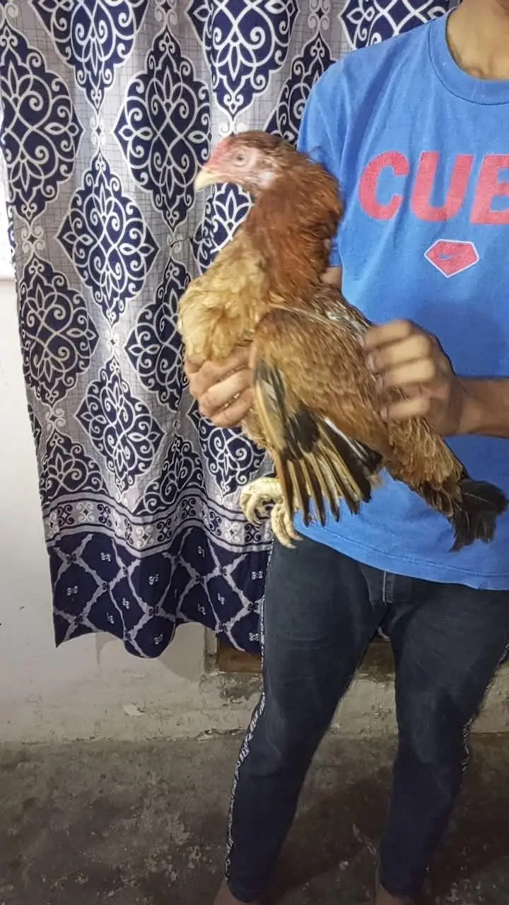 2 murgiyan mianwali Aseel — photo 5