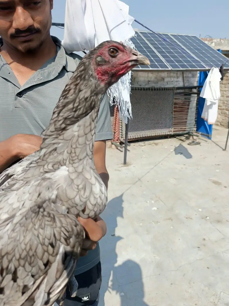 5 Thai aseel females for sale — photo 2