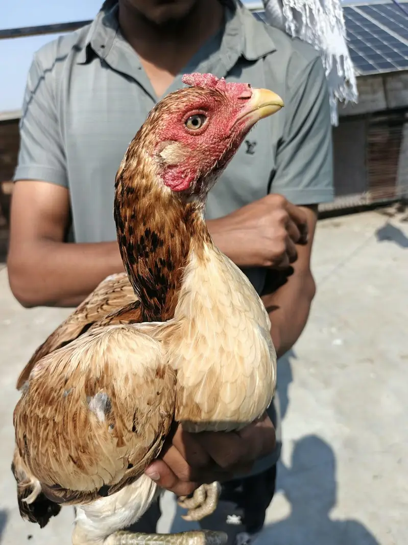 5 Thai aseel females for sale — photo 4