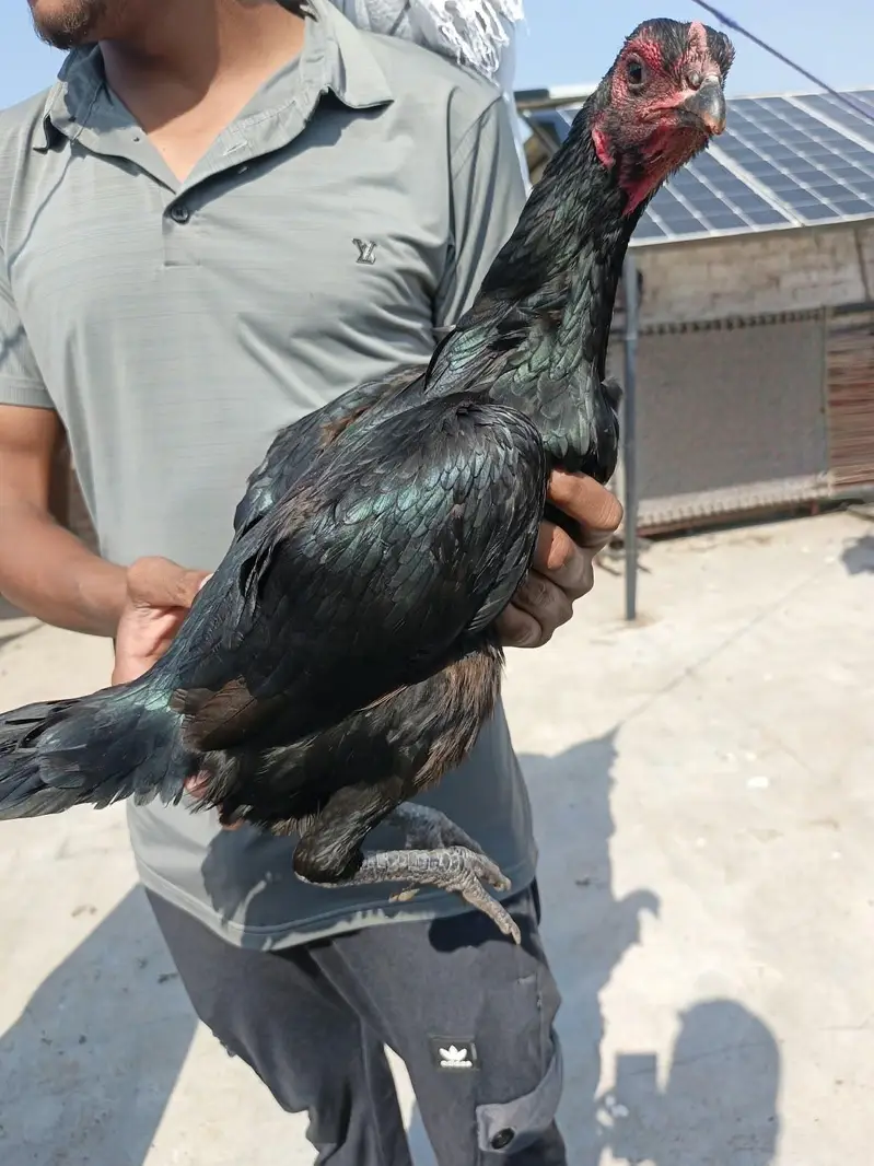 5 Thai aseel females for sale — photo 5