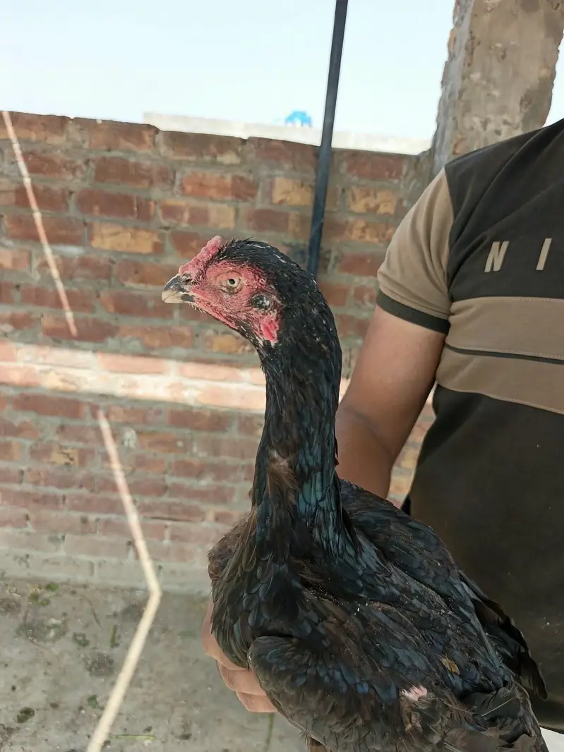 5 Thai aseel females for sale — photo 8