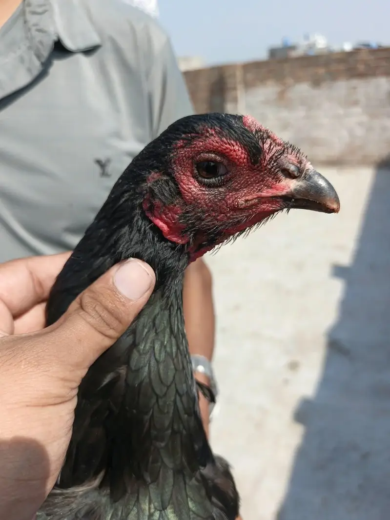 5 Thai aseel females for sale — photo 9