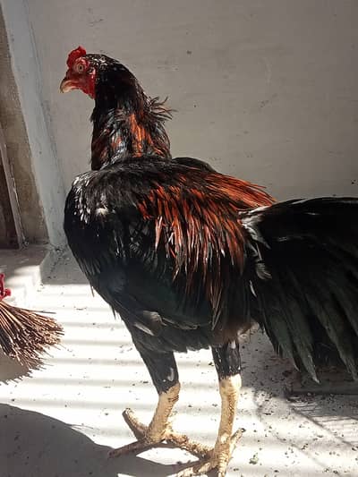Thai+Sindhi cross pair for sale || Murgi First time laying eggs