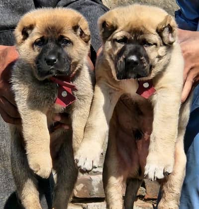 kangal | kurdish kangal |  Turkish kangal dog | kangal