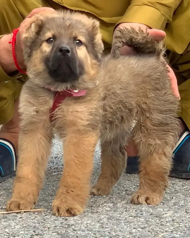 kangal | kurdish kangal |  Turkish kangal dog | kangal — photo 2
