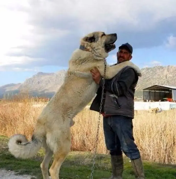 kangal | kurdish kangal |  Turkish kangal dog | kangal — photo 5