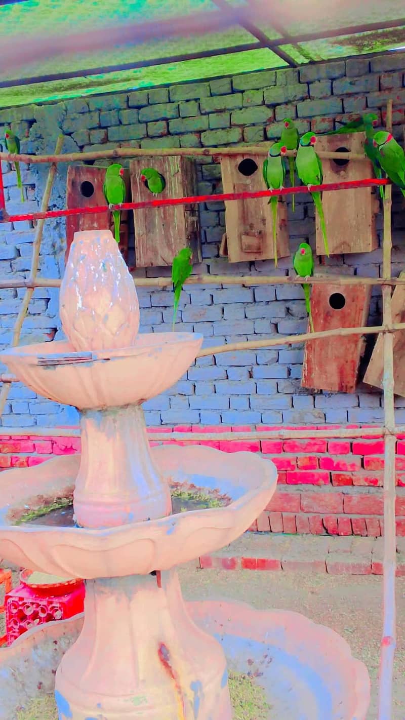 raw parrot 1