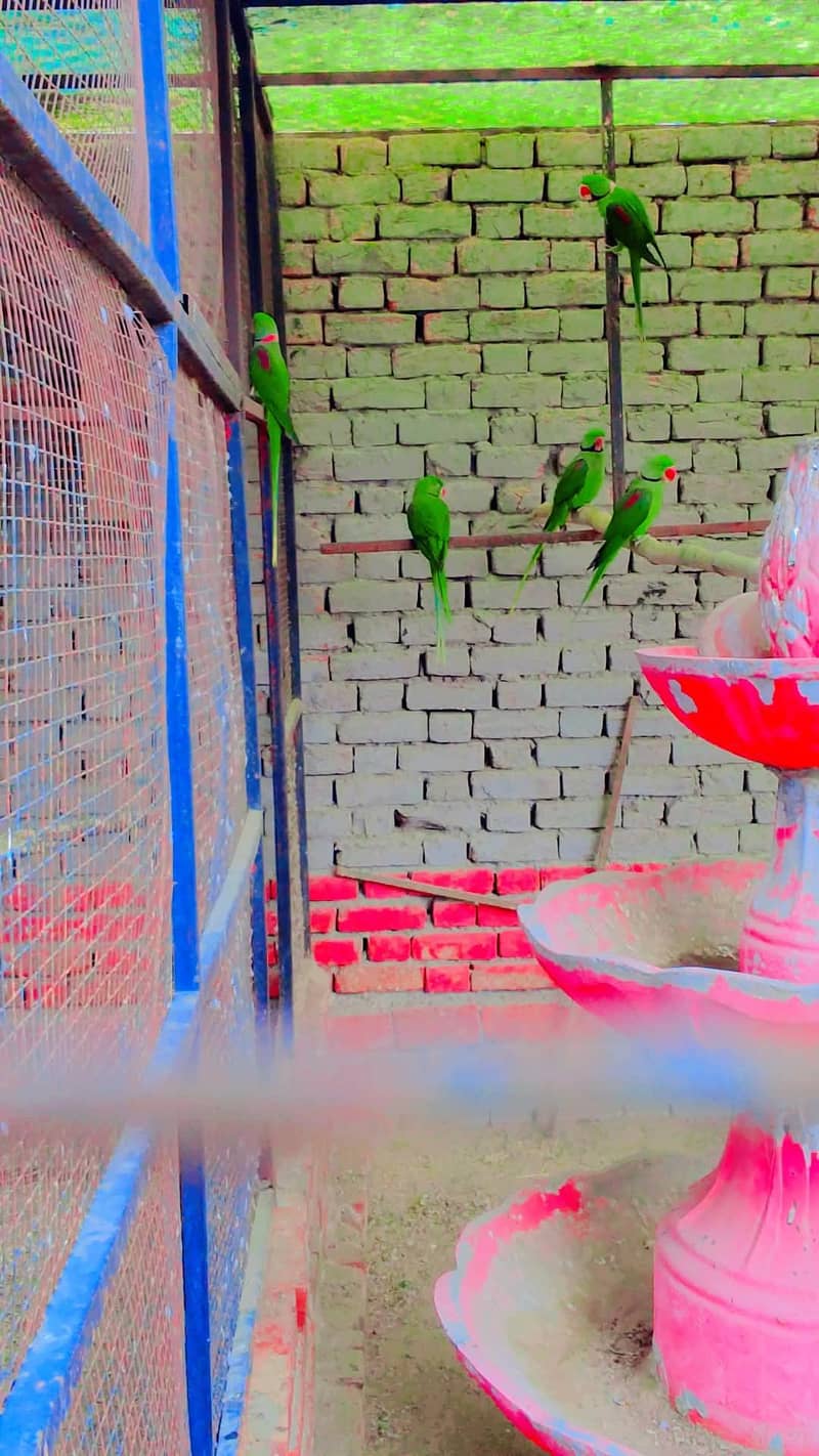 raw parrot 2