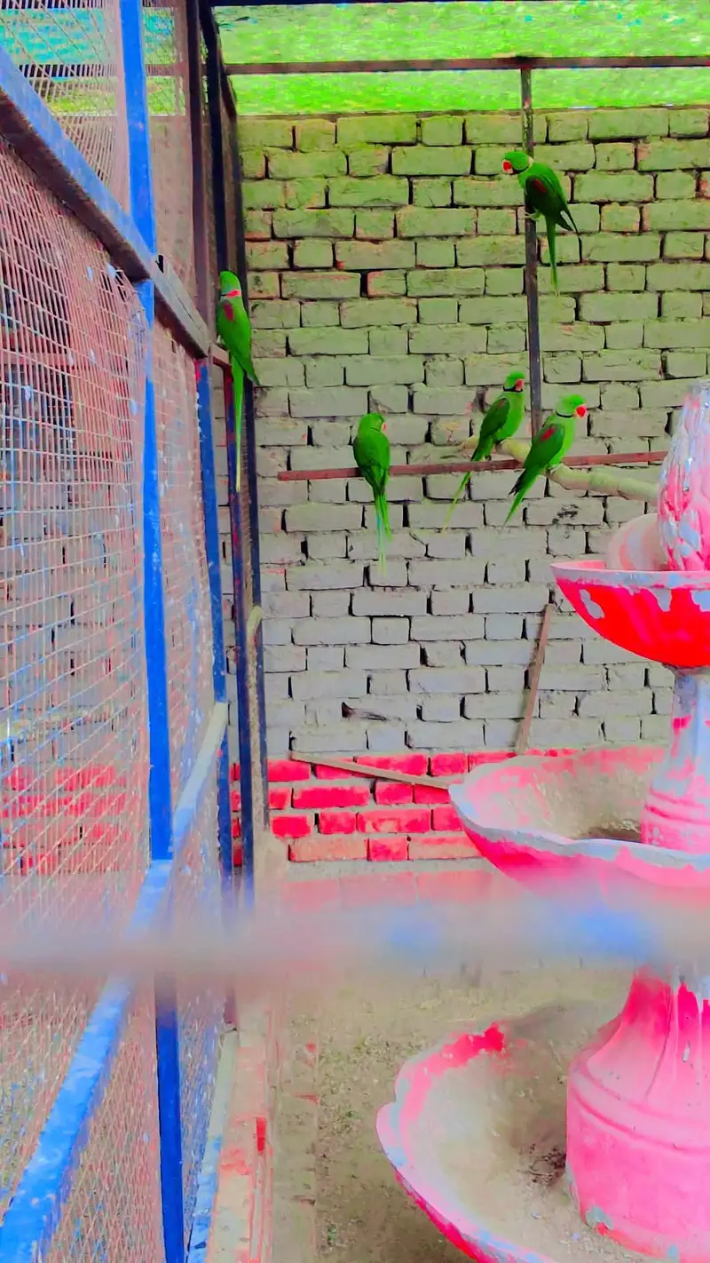 raw parrot — photo 3