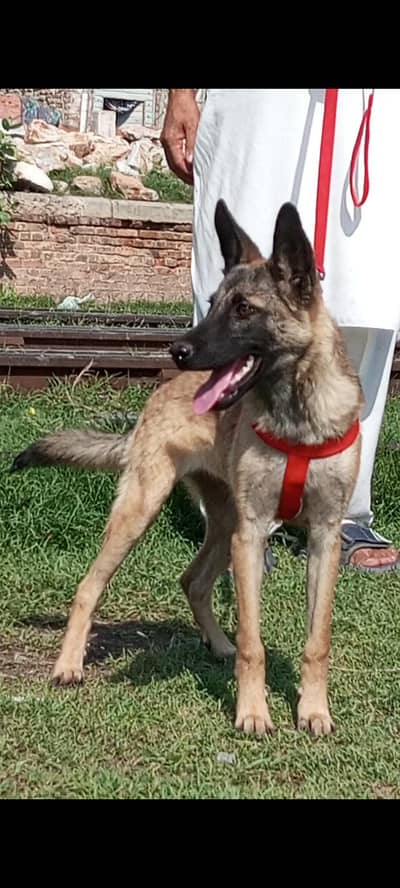 pure bhagyary 2 female 5 month for sale sequrty dogs