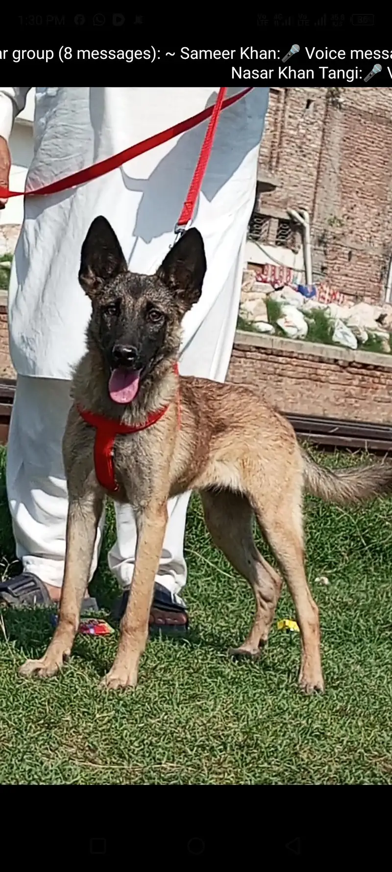 pure bhagyary 2 female 5 month for sale sequrty dogs — photo 2