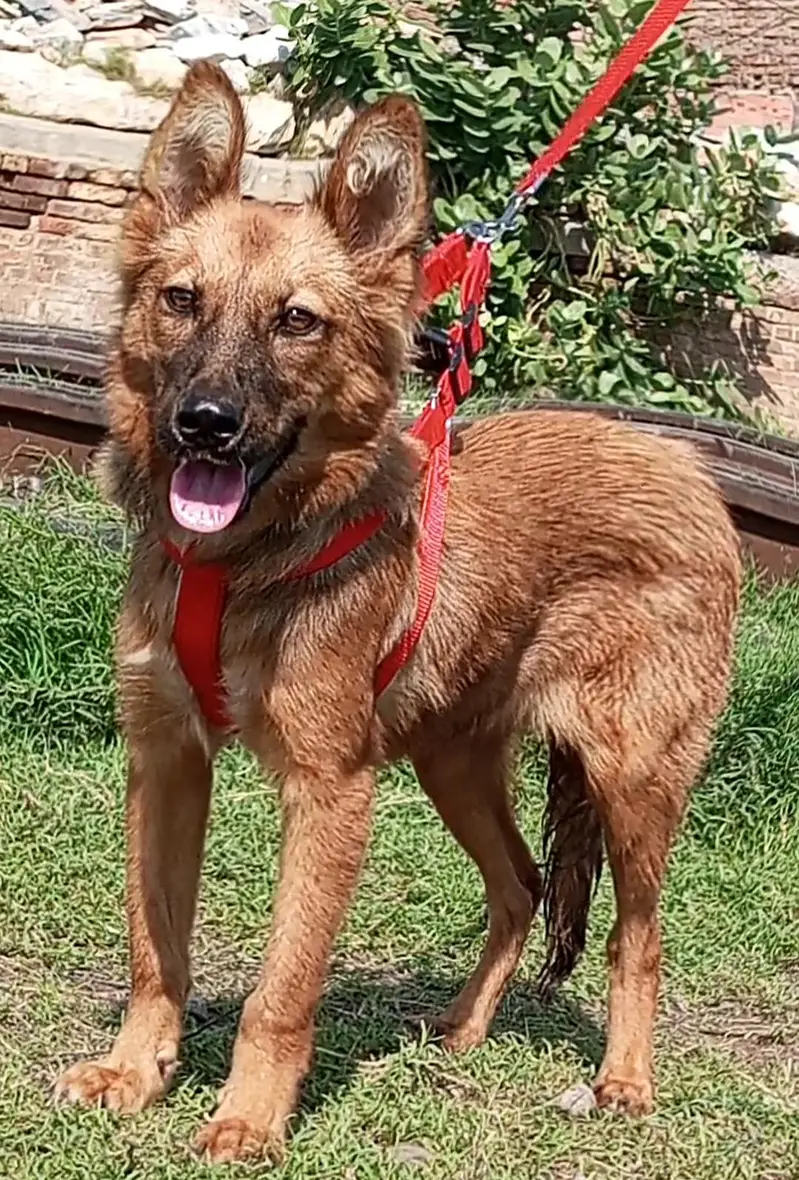 pure bhagyary 2 female 5 month for sale sequrty dogs — photo 3