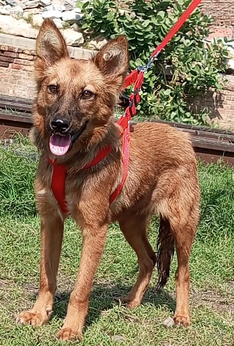 pure bhagyary 2 female 5 month for sale sequrty dogs — photo 4