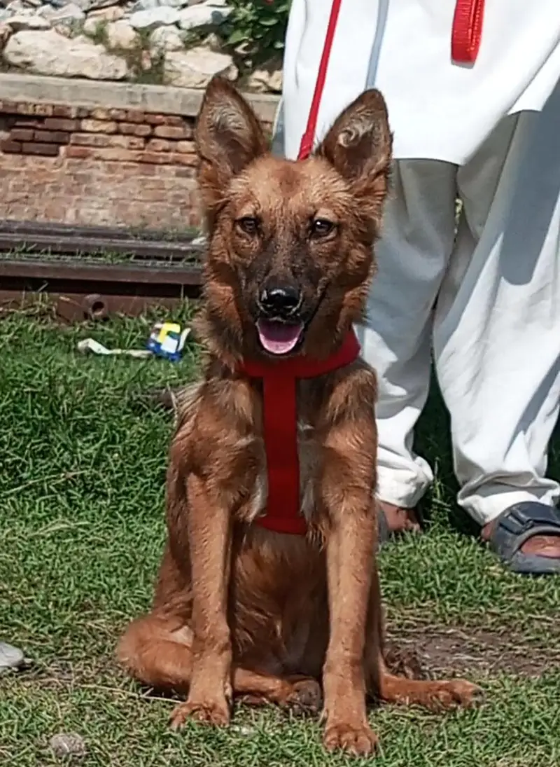 pure bhagyary 2 female 5 month for sale sequrty dogs — photo 5