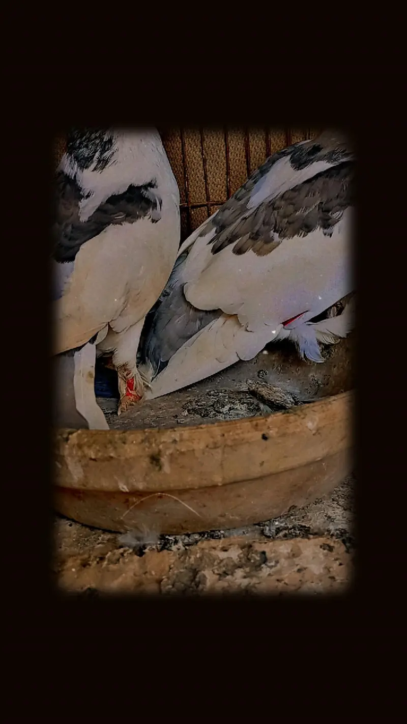 lovely peageions — photo 2