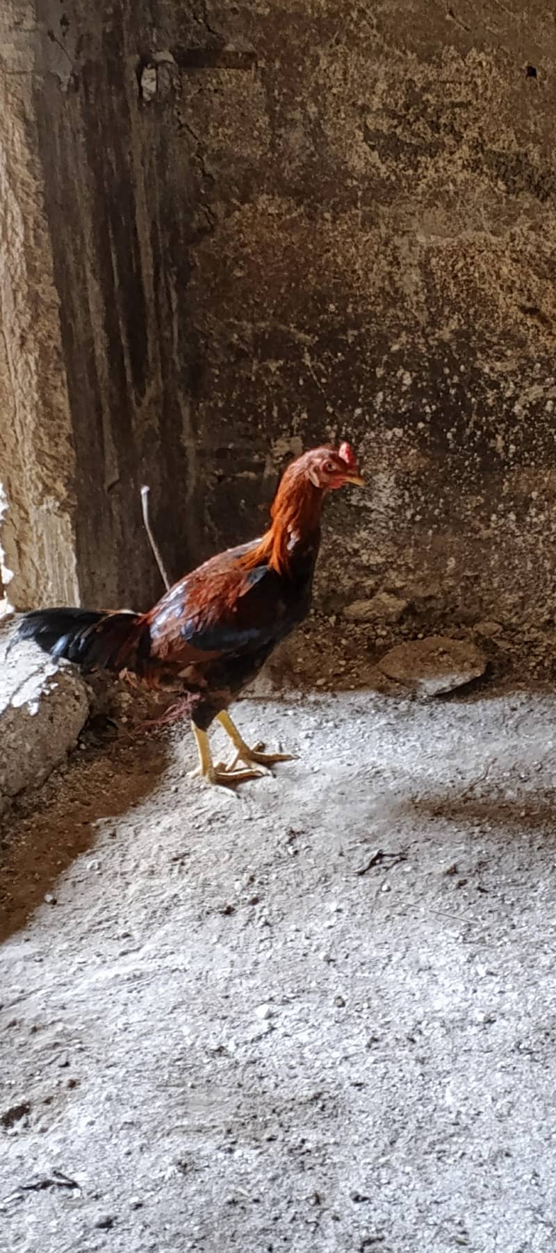 اصیل مرغے برائے فروخت شوقین حضرات کے لیے بہترین موقع 4