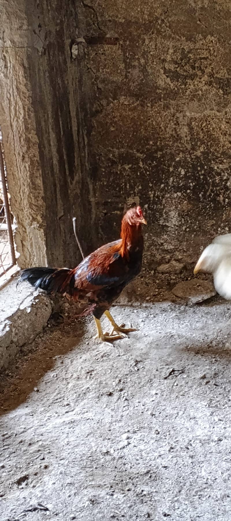 اصیل مرغے برائے فروخت شوقین حضرات کے لیے بہترین موقع 5