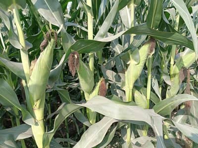 silag corn Cylig animal food mkai cylig