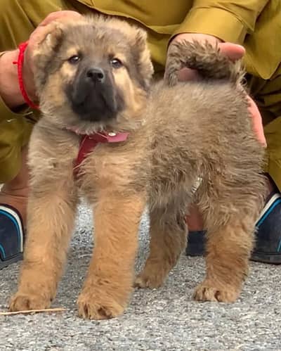 Turkish kangal dog | kangal | kurdish kangal | kangal