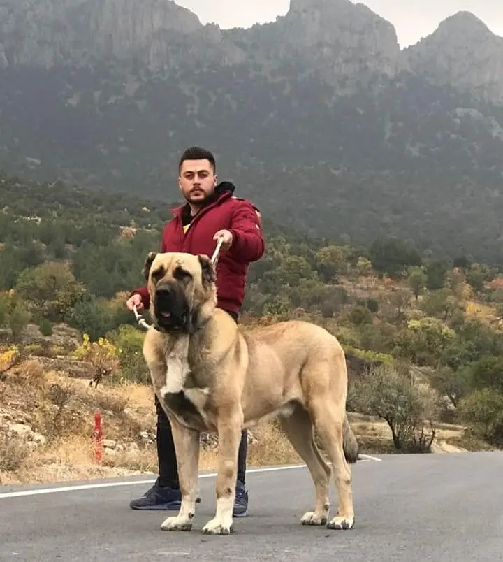 Turkish kangal dog | kangal | kurdish kangal | kangal — photo 5