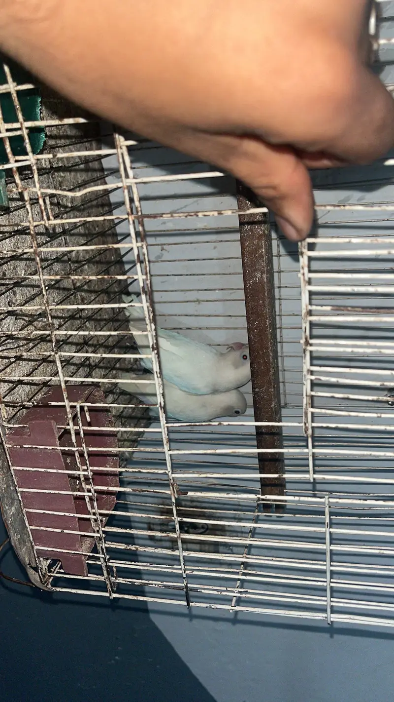 Albino — photo 2