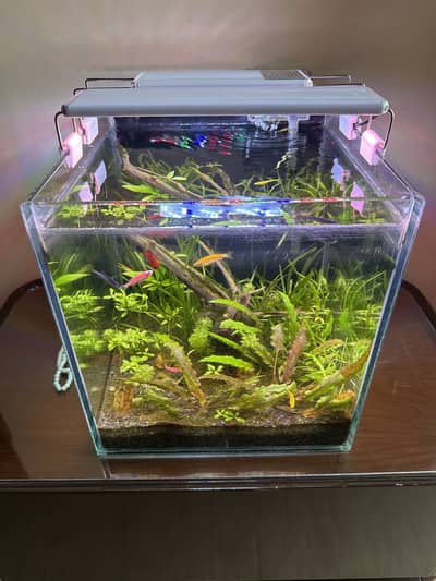 Planted Aquarium with fishes
