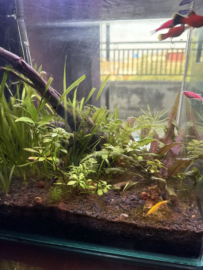 Planted Aquarium with fishes — photo 3