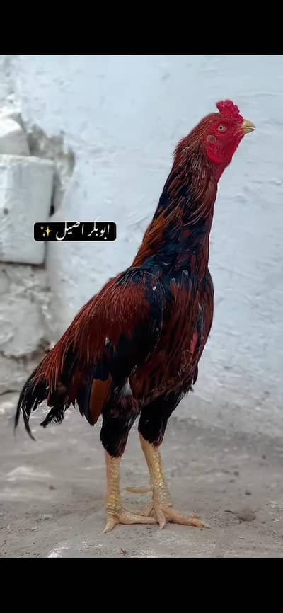 mianwali ka pair hai lohhy ki tarha mazbot pair hai0/33/43/6/36/25/0