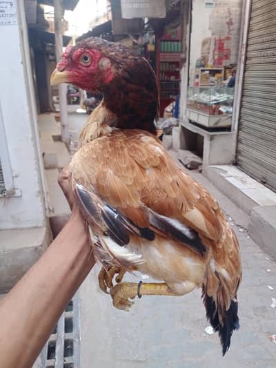 mianwali ka pair hai lohhy ki tarha mazbot pair hai0/33/43/6/36/25/0