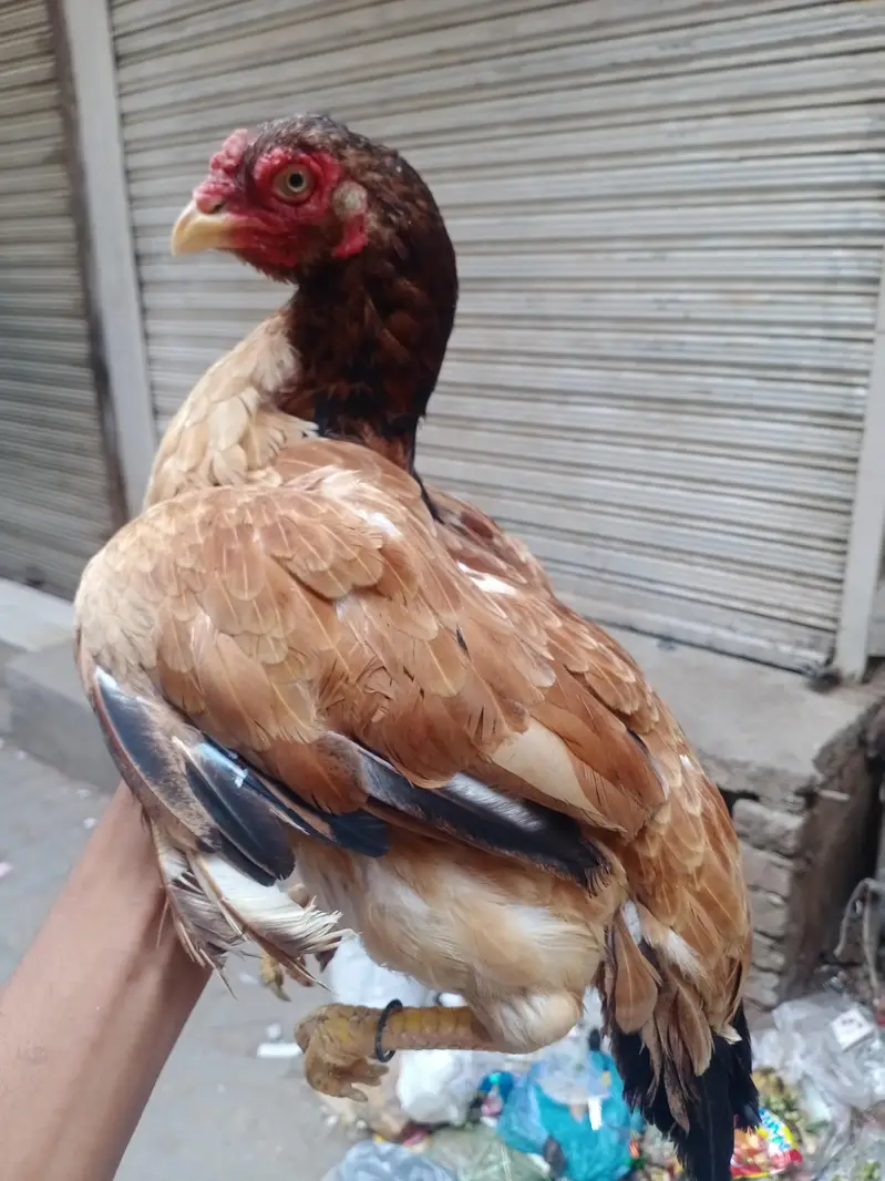 mianwali ka pair hai lohhy ki tarha mazbot pair hai0/33/43/6/36/25/0 — photo 5