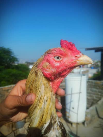 Aseel murga for sale