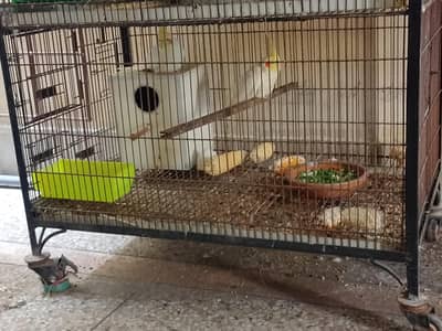cages nd breeders pair