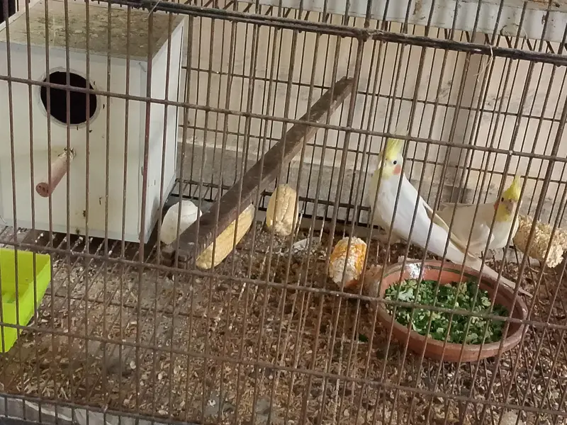 cages nd breeders pair — photo 2