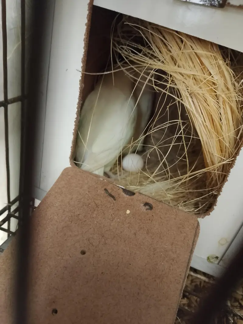 cages nd breeders pair — photo 3