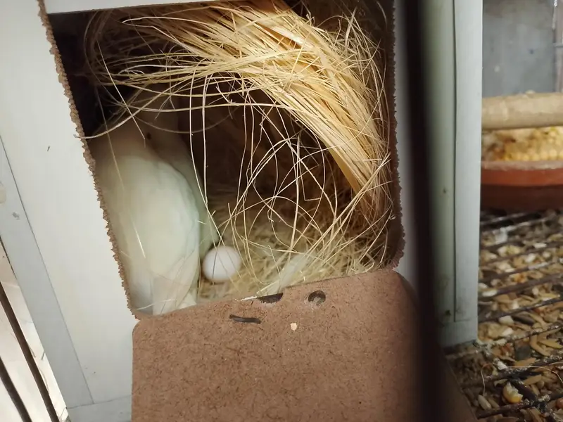 cages nd breeders pair — photo 4