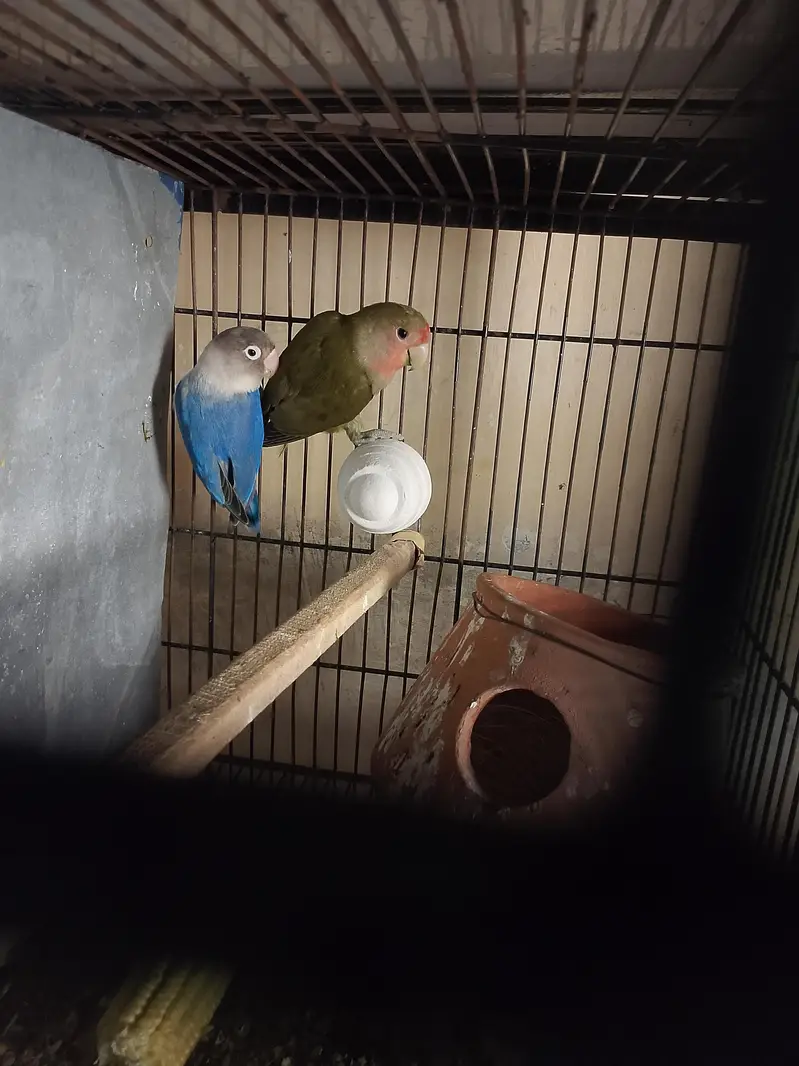 cages nd breeders pair — photo 6