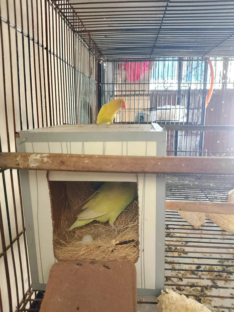 cages nd breeders pair — photo 7