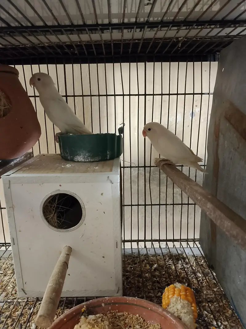 cages nd breeders pair — photo 8