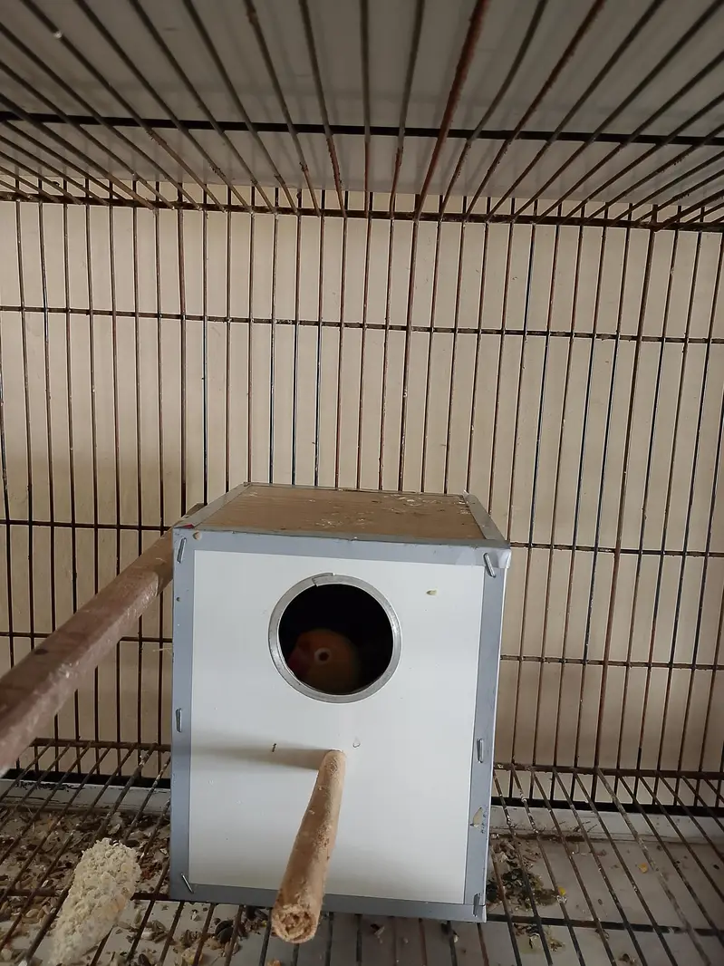 cages nd breeders pair — photo 9