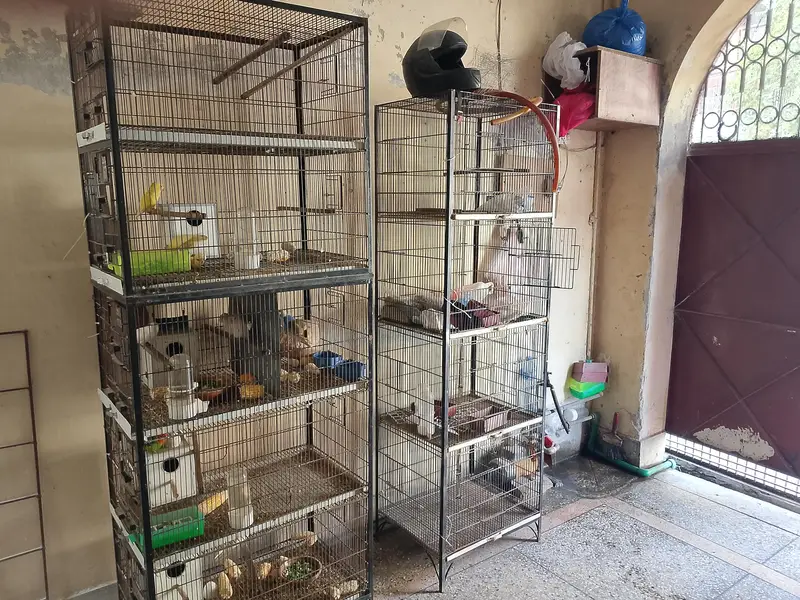 cages nd breeders pair — photo 10