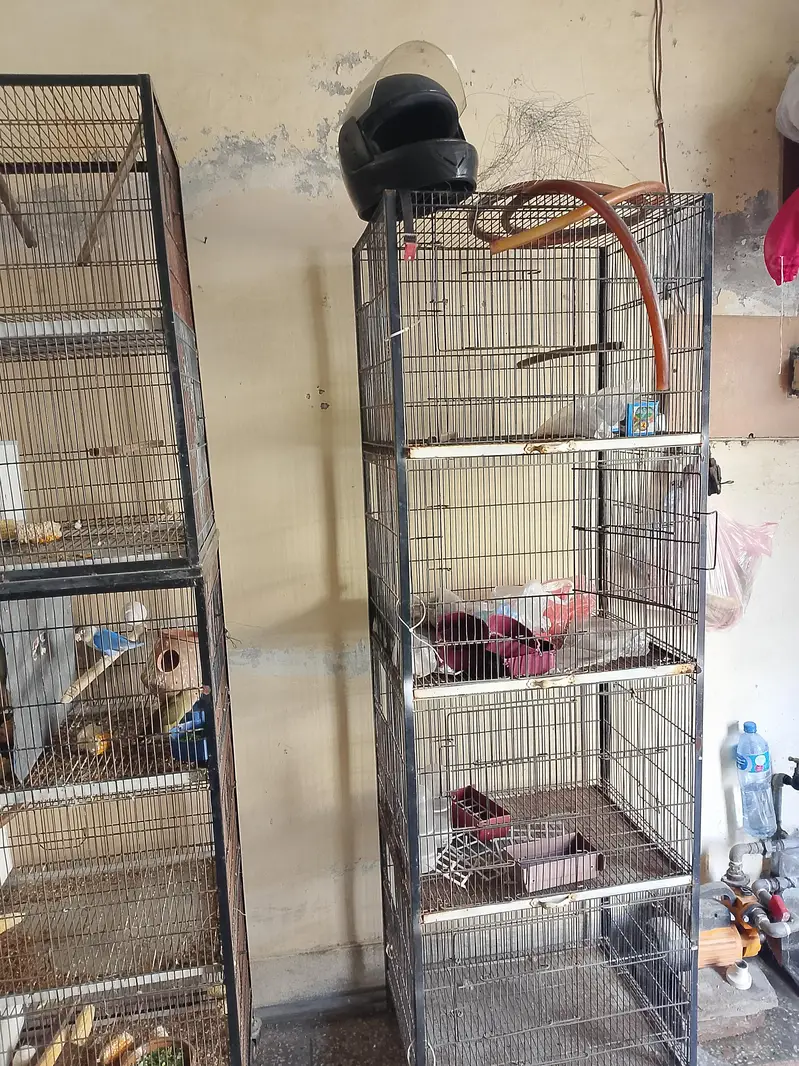 cages nd breeders pair — photo 12