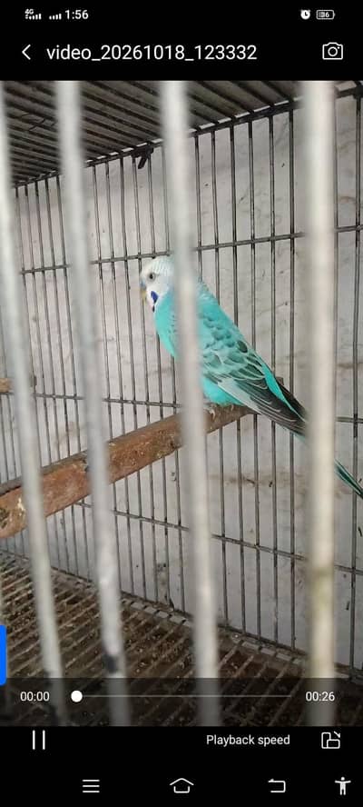 king size breeding pair pair