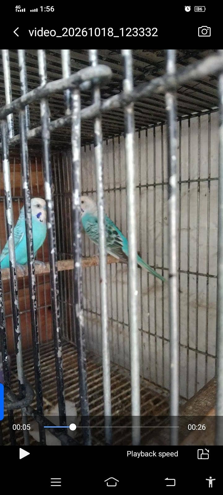 king size breeding pair pair 1