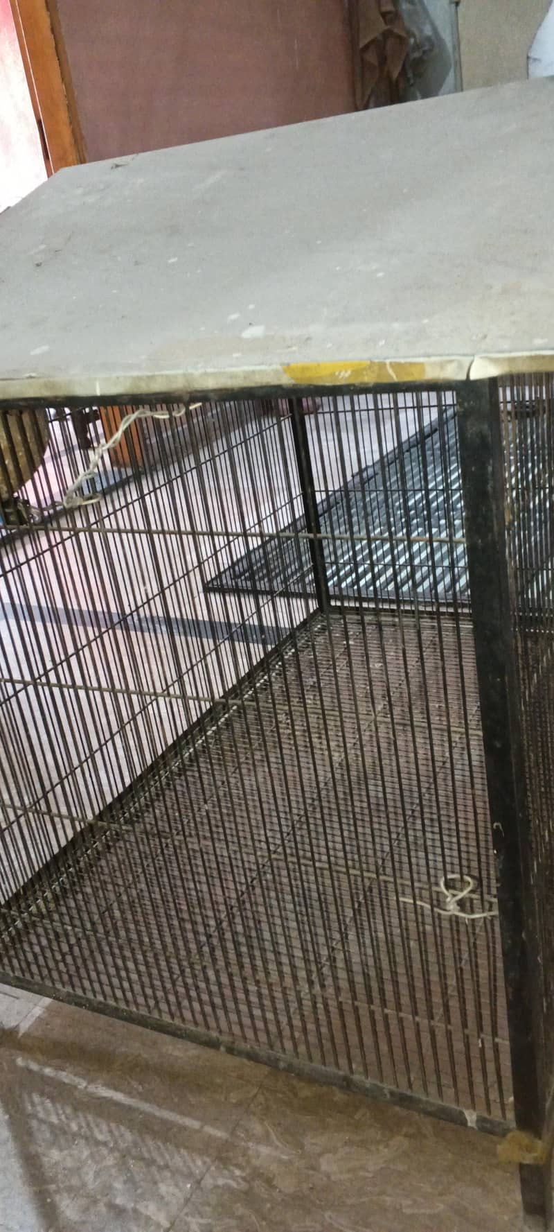 bird cage 1