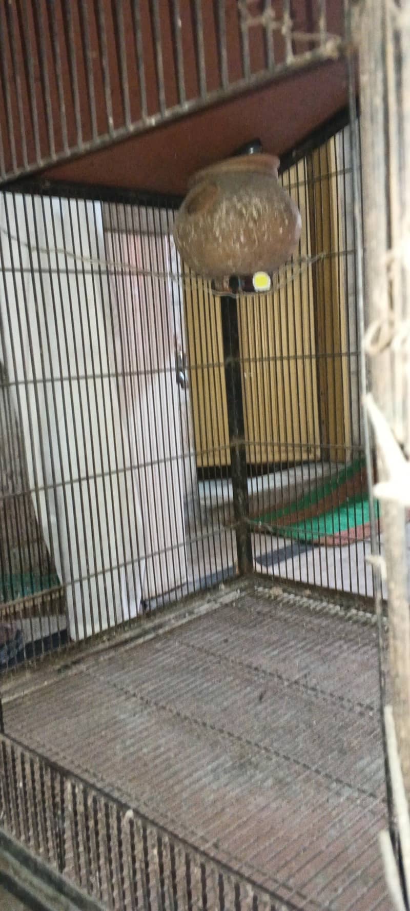 bird cage 6
