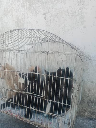 for sale