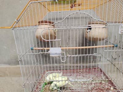 Pair Budgies For sale Urgent